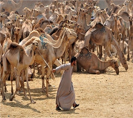 كبير تجار سوق برقاش: 95% من مبيعات الجزارين في القاهرة والجيزة من لحوم الجمال