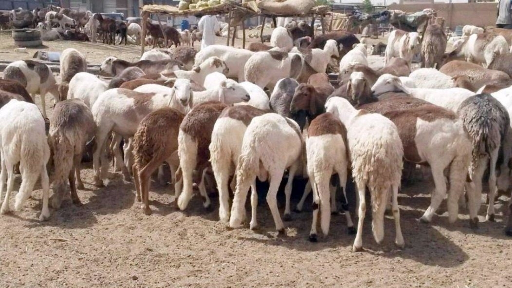 المنافذ الحدودية: إعادة الكثير من الأغنام إلى الأردن بعد اكتشاف أمراض غير صالحة للاستهلاك البشري