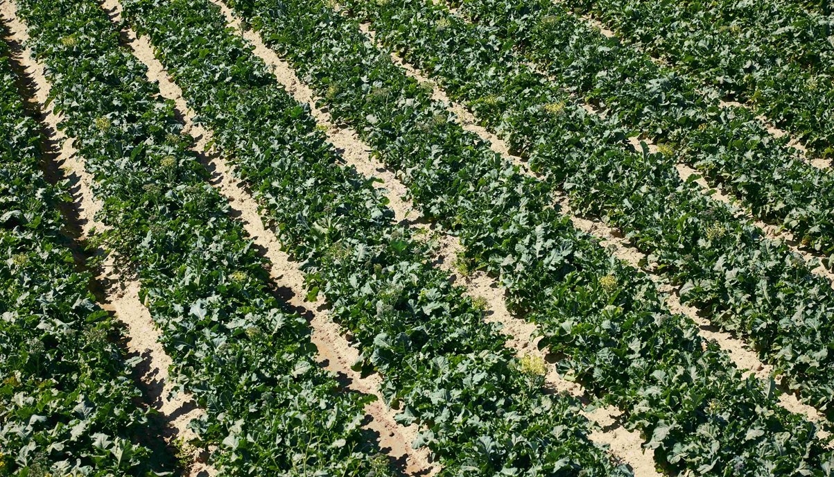 University of Sharjah and IBM launch My FarmWell Mobile App to Promote Sustainable Agriculture