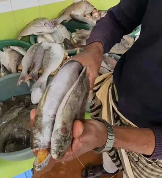 بائع سمك في صنعاء يثير الجدل بعرضه سمكة 'انقسمت بنصفين' على عصا سيدنا موسى