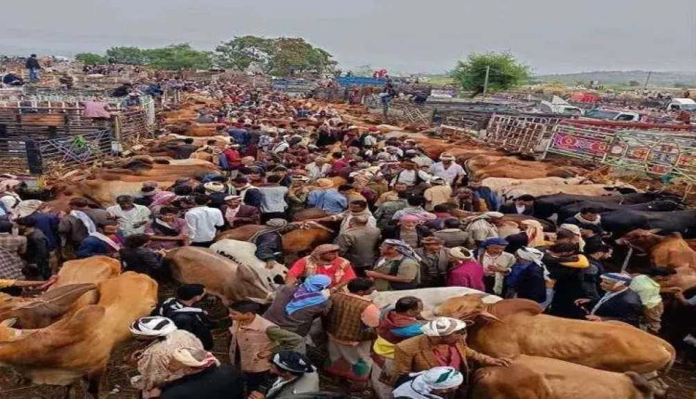 الحوثيون يشنون حملة ابتزاز ضد تجار المواشي في اليمن قبل عيد الأضحى