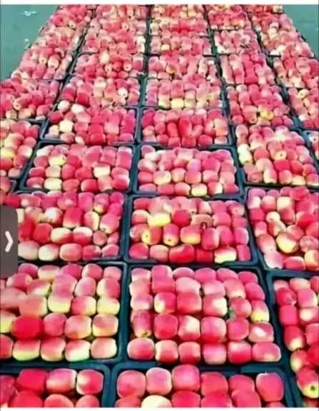 بعد الطماطم والبصل والمانجو… مزارعو التفاح يتكبدون خسائر فادحة جراء الكساد في الأسواق اليمنية