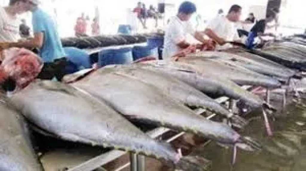 سعر كيلو 'الثمد' يتجاوز 14 ألف ريال.. و'الشروي' يحقق إقبالاً غير مسبوق رغم تفضيلات المستهلكين