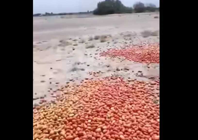 مزارع يمني يلقي بمحصول الطماطم غضبًا من انهيار الأسعار.. وتحذيرات من انهيار القطاع الزراعي