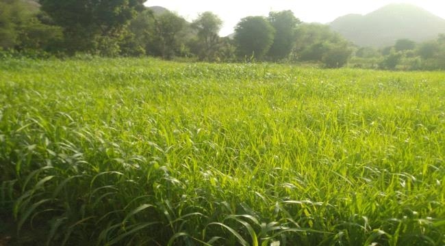 جمعية "مكيديم" تناشد بدعم عاجل لإنقاذ الزراعة وتحقيق الأمن الغذائي