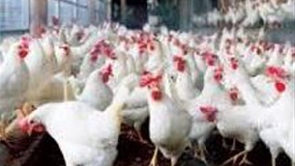 منتجو الدواجن ينفون شائعة تفشي أمراض وبائية.. فيديو
