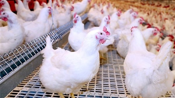 بعد ما نزلت 5 جنيه.. سعر الفراخ البيضاء اليوم السبت 31/5/2025