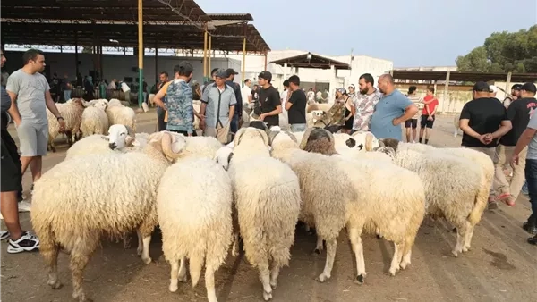 الشرقية تستعد للعيد.. أسعار العجول والخراف والماعز في أسواق الشرقية