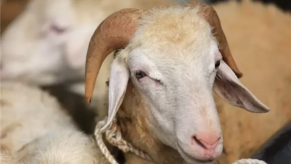 قبل عيد الأضحى.. اعرف أسعار الأضاحي اليوم الأحد 1-6-2025 في مصر