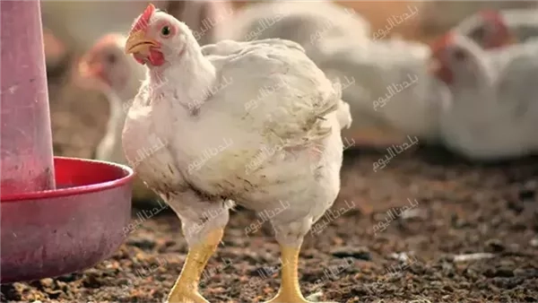 بعد ما كانت مولعة.. سعر الفراخ البيضاء اليوم الأحد 22 يونيو 2025