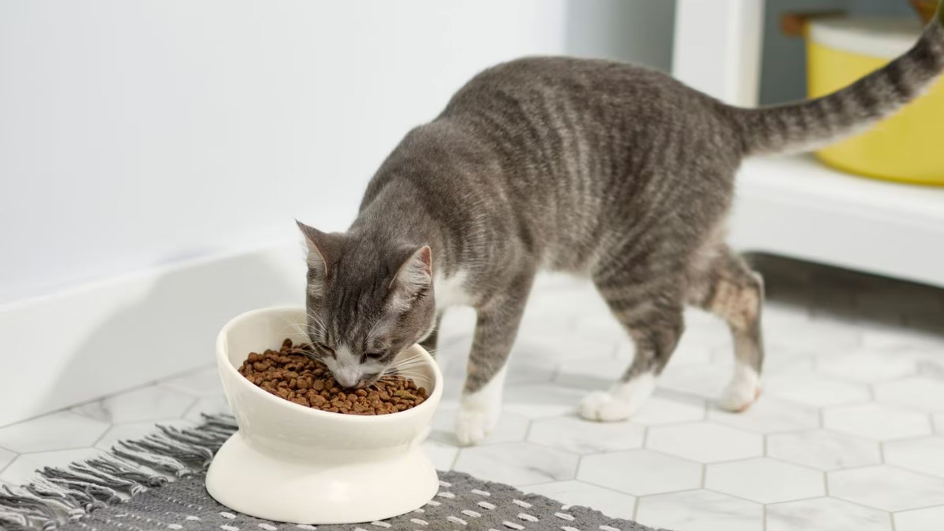 The Best Cat Products for First-Time Owners: Everything You Need to Get Started