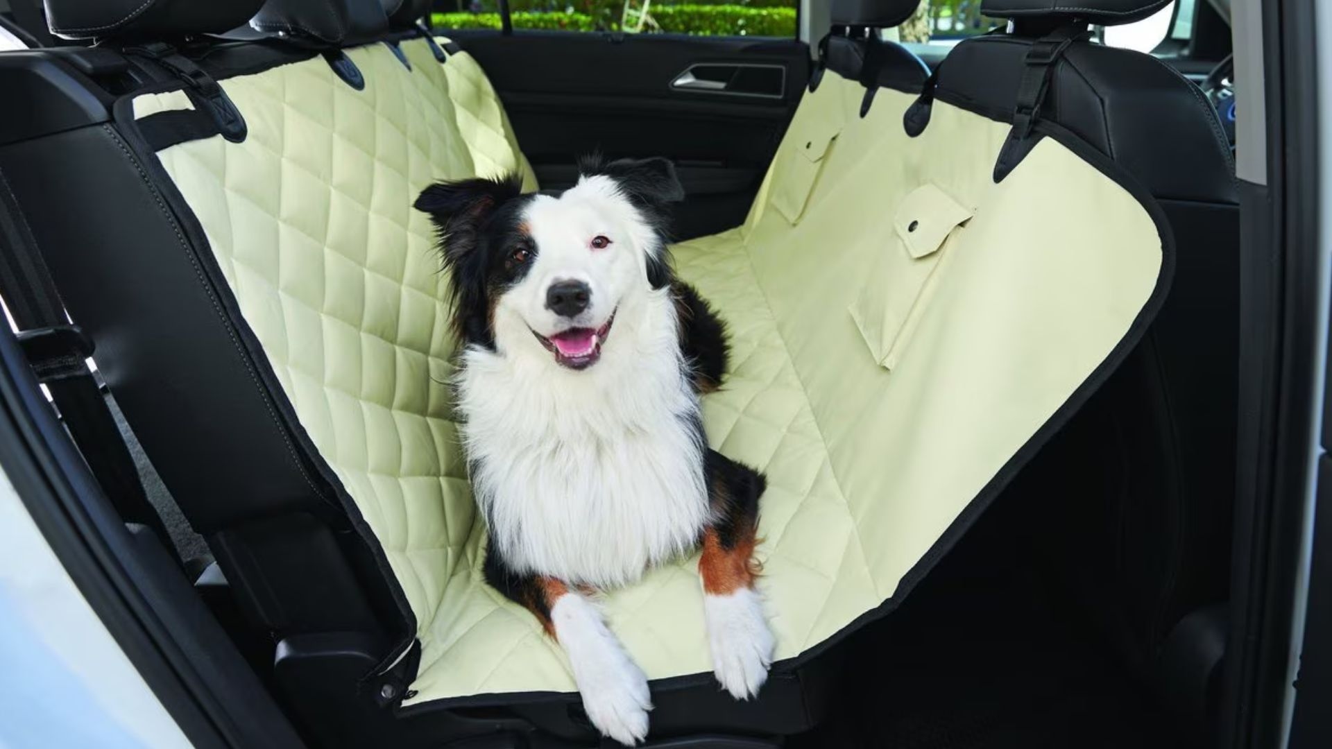 The Best Dog Products for First-Time Owners: Everything You Need to Get Started