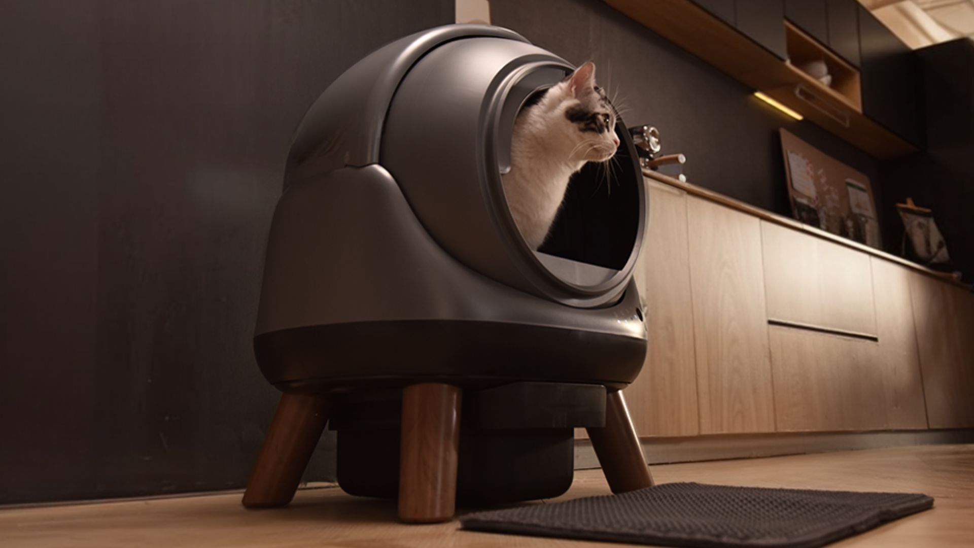 The Ultimate Guide To Cat Litter Boxes: Mess-Free Solutions For Your Home