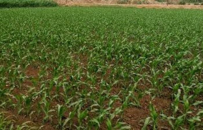 تقارير مصرية : البحوث الزراعية: تسجيل 10 أصناف هجن جديدة من الذرة الشامية العام الحالى