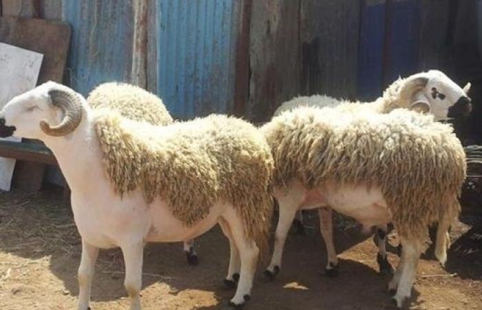 أخبار مصر : هل يجوز الجمع بين الهدي والأضحية؟ دار الإفتاء تجيب