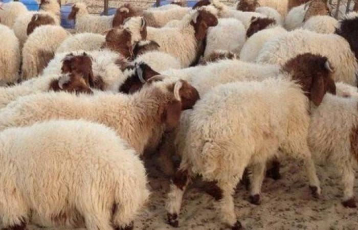 محافظ القاهرة يحذر من ذبح الأضاحي في الشارع: الغرامة تصل لـ 10 آلاف جنيه