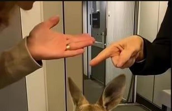 عالم المرأة : ما حقيقة فيديو الكنغر المسافر في الطائرة؟.. صور وفيديو