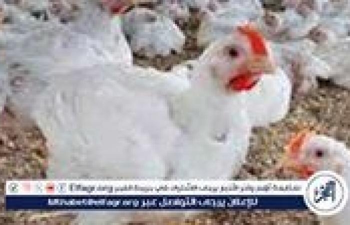 أخبار العالم : بورصة الدواجن.. أسعار الفراخ البيضاء اليوم السبت 21-6-2025 في قنا