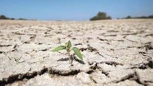 الزعبي: الأردن هش مناخيا.. ويجب تبني تقنيات زراعية مقاومة للجفاف