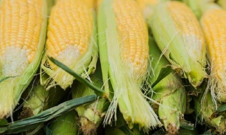 روسيا.. زيادة إنتاجية محاصيل الذرة بواسطة بكتيريا