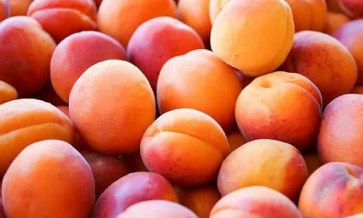 فوائد بذور المشمش (البرقوق) الصحية