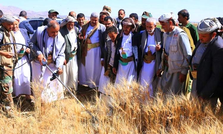 الرباعي والهادي يدّشنان موسم حصاد القمح الشتوي بمديرية بني مطر