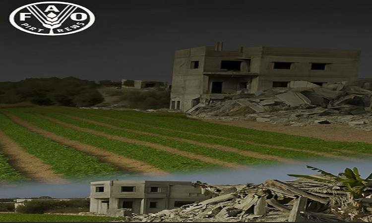 الفاو: 86٪ من الأراضي الزراعية في غزة مدمّرة