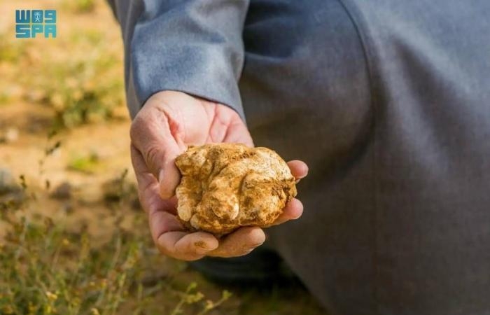 الباحثون عن الكمأ.. السجن والغرامة لمخترقي الحدود البرية