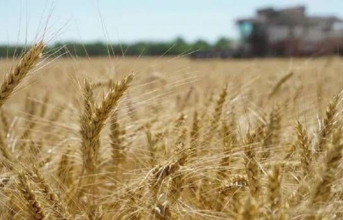 سوريا تطرح مناقصة لشراء 100 ألف طن من قمح الطحين