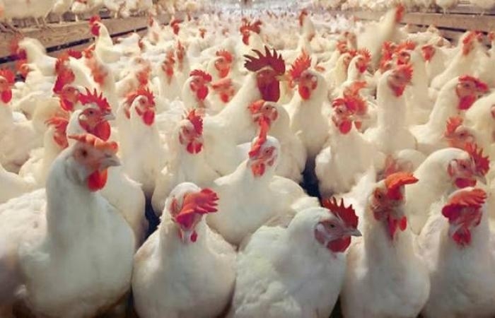 الصين تحظر استيراد الدواجن من البرازيل لهذا السبب