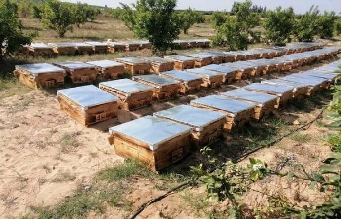 11 ألف ترخيص زراعي جديد في المملكة خلال 3 أشهر.. والنحل والدواجن بالصدارة