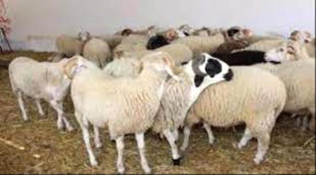 اخبار وتقارير – أسعار المواشي بالعاصمة عدن اليوم الأربعاء الموافق 14 مايو