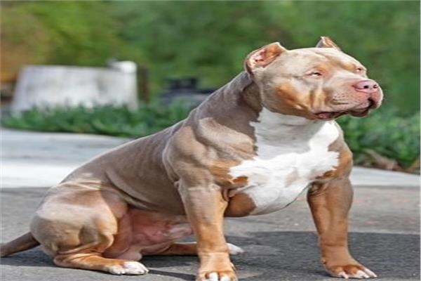 «بسبب 100 كلب»..السجن 475 عامًا لرجل أمريكي