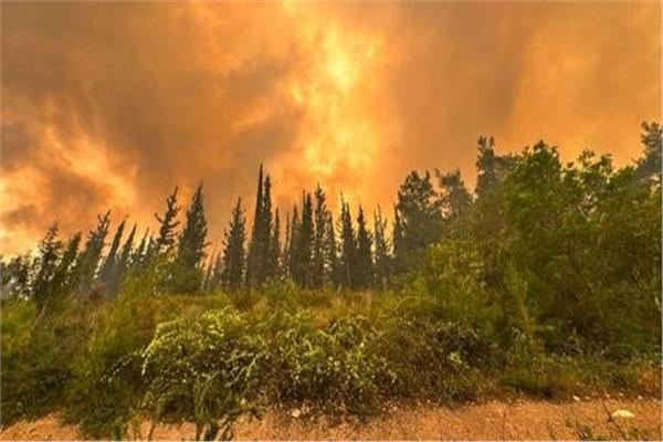 إسرائيل تعلن حالة الطوارئ وتنشر الجيش للسيطرة على حرائق القدس