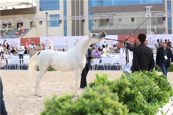 اليوم.. ختام فعاليات بطولة "أصيل" لجمال الحصان المصري بالعاصمة الإدارية الجديدة