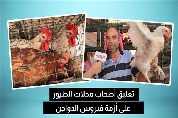 فيديو.. صحاب محل دواجن يعلق على أزمة فيروس الطيور