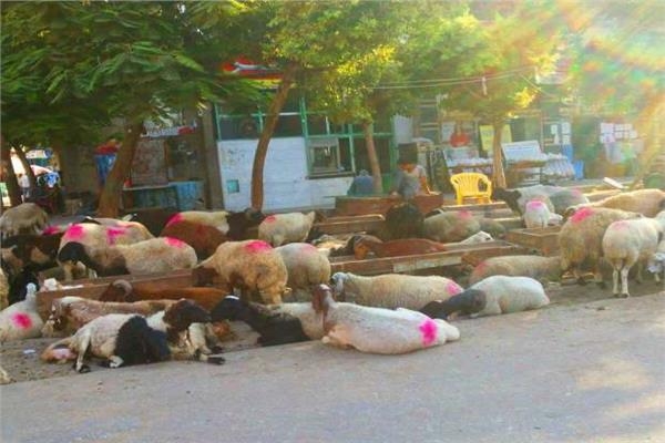 حظر إقامة شوادر الأضاحي بالطرق العامة بالإسكندرية والذبح مجاني بالمجازر الحكومية