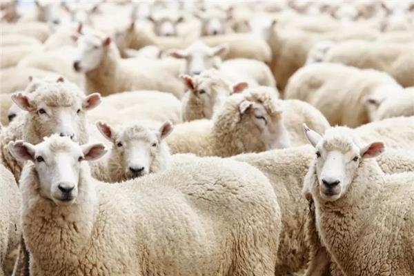 قبل عيد الأضحى.. فوائد وأضرار الدهون الحيوانية وكمية تناولها
