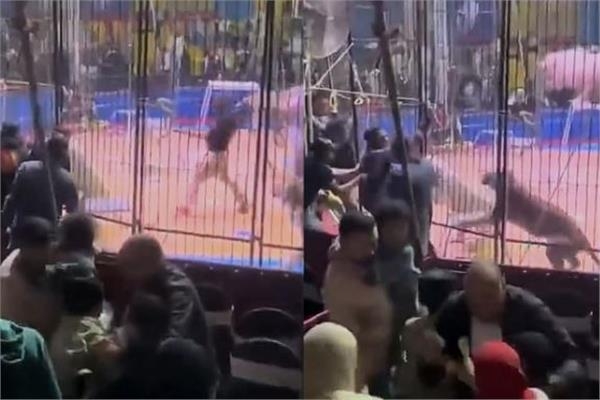 اليوم.. أولى جلسات محاكمة مدربة أسود سيرك طنطا في واقعة النمر