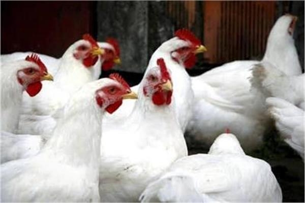 أسعار الفراخ اليوم الخميس 12 يونيو