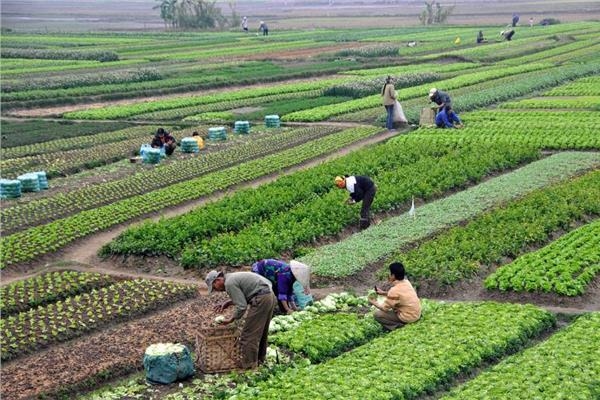 فاروق: توجيهات رئاسية بتوسيع الرقعة الزراعية وتحقيق الاكتفاء الذاتي