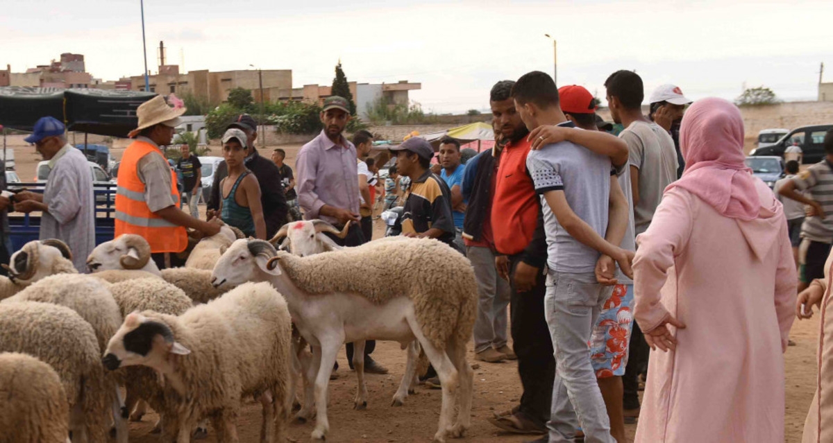 عيد الأضحى في المغرب: تراجع حاد في قطيع الماشية يهدد الإستعدادات وينبأ بالإلغاء