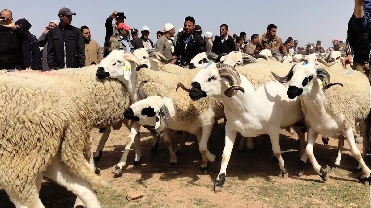 سبتة تدعم إلغاء نحر الأضاحي والقرار الملكي يسري على ساكنة المدينة السليبة