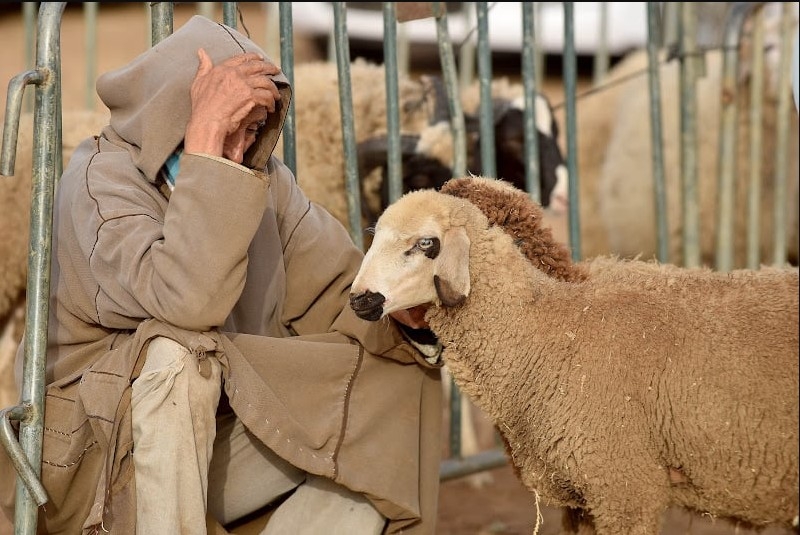 بووانو يكشف فضائح دعم المواشي والصيد البحري: شبهات محاباة منتمن لحزب الأحرار وصمت حكومي مقلق