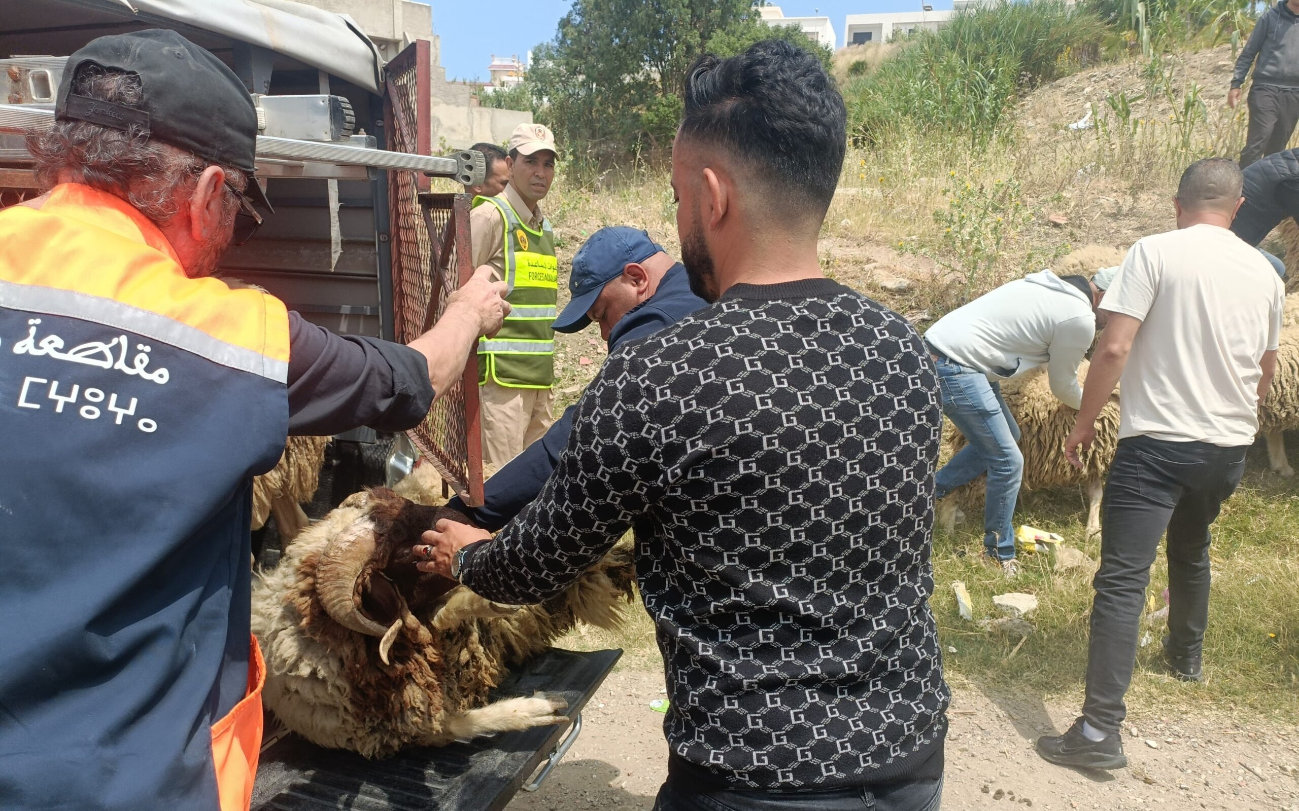 طنجة..السلطات تحجز قطيعاً من الخرفان وتفكك زريبة عشوائية بحومة الواد
