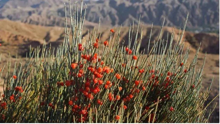 ماذا نعرف عن عشبة العلندة؟ ولماذا تحظرها بعض الدول رغم فوائدها الصحية الجمّة؟
