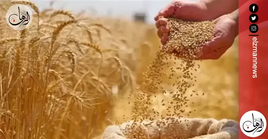 رسميًا.. انطلاق موسم توريد القمح المحلى لعام 2025