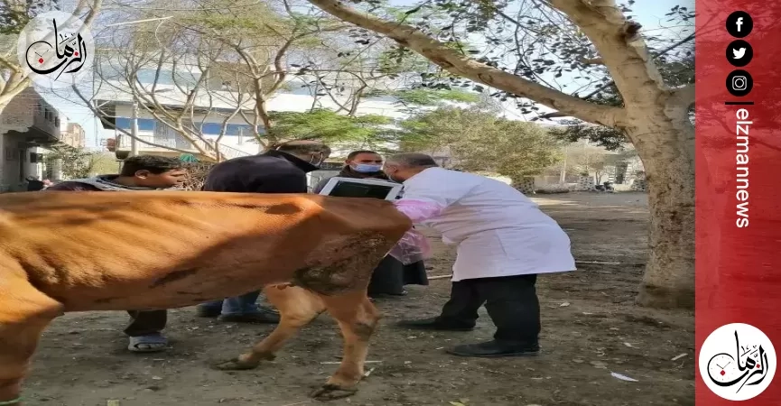 الزراعة تواصل رعاية تناسليات الماشية