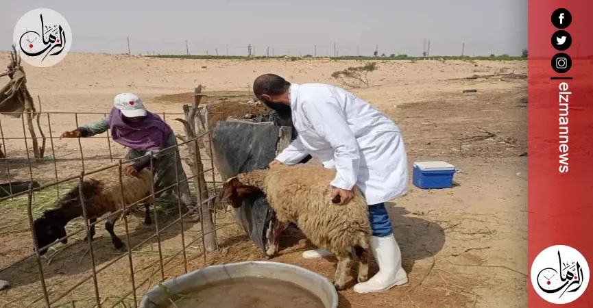 شمال سيناء: استمرار حملات مواجهة الحمى القلاعية حفاظا على الثروة الحيوانية