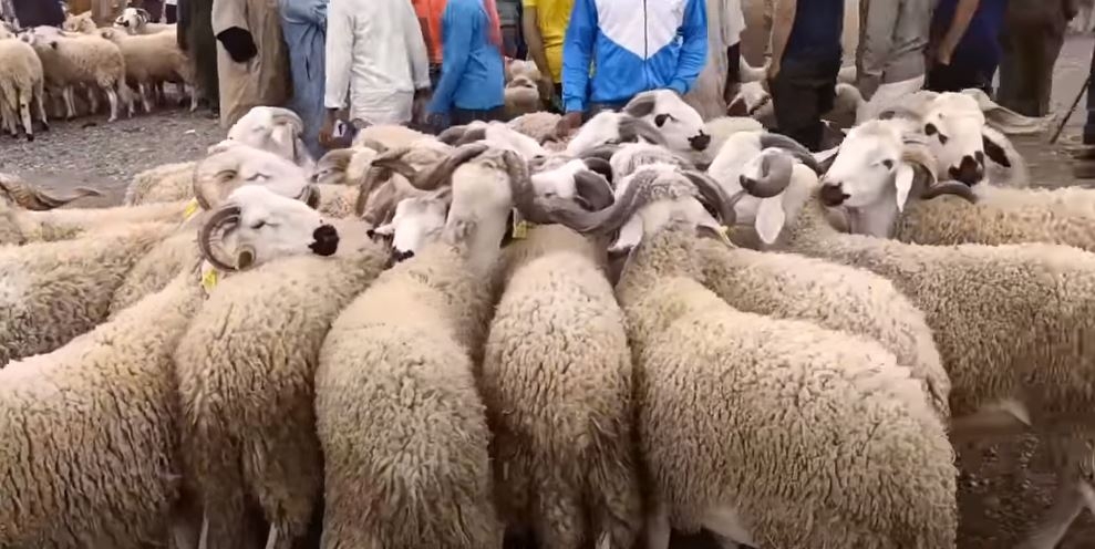 محاولات تبييض الأضاحي تستنفر السلطات العمومية أياما قبيل العيد